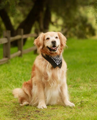 Beau, Poway Dental Arts' dental dog